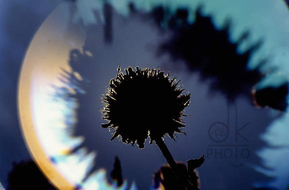 Shadows