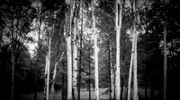 Birch and Pine