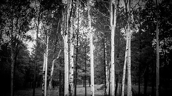 Birch and Pine