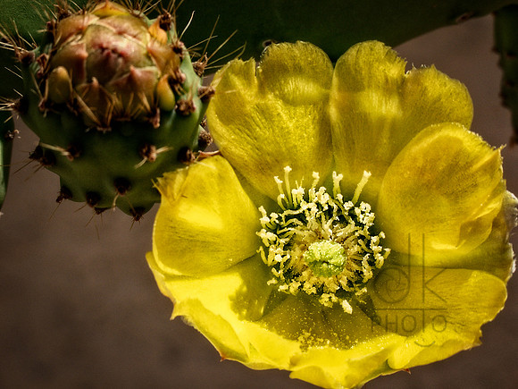 Burnished Bloom
