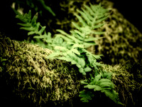 Fern on Moss