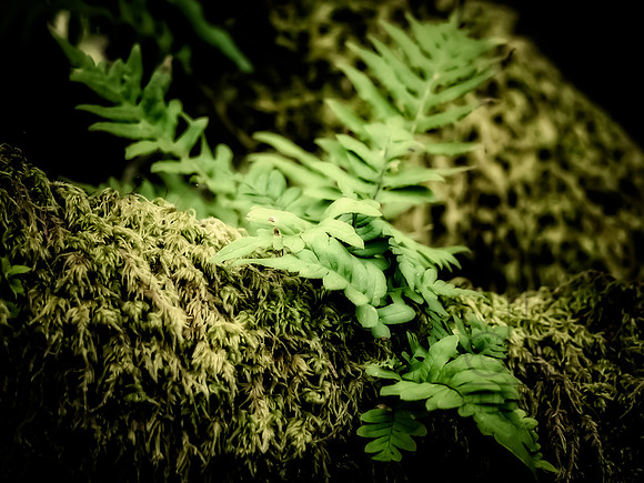 Fern on Moss