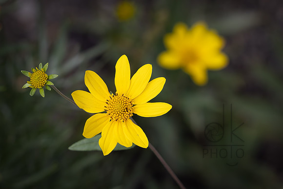 _J1A5456-Edit