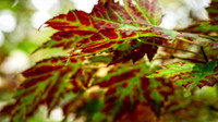 Red Leaf