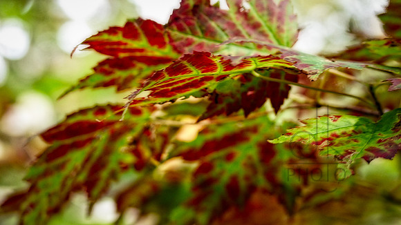 Red Leaf