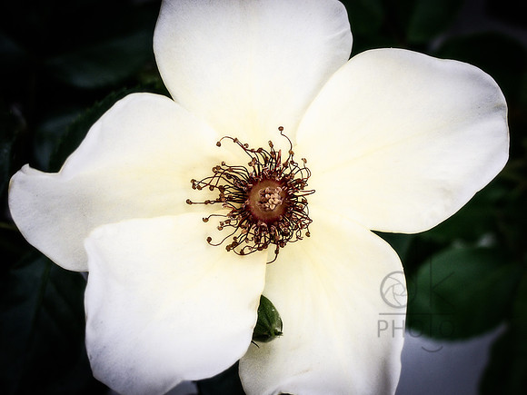Star Jasmine