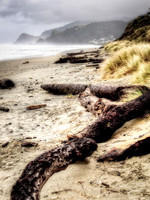 Charred Driftwood