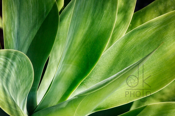 Green Velvet