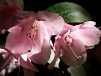 Pink Azaleas