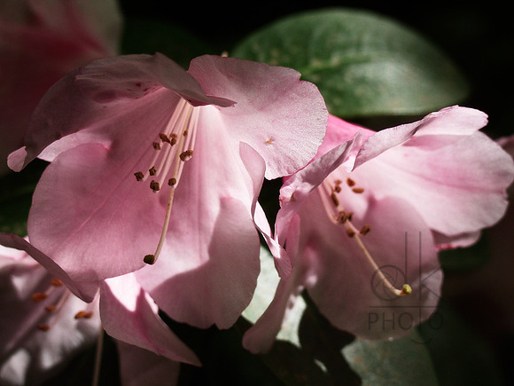 Pink Azaleas