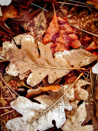Leaf Bed