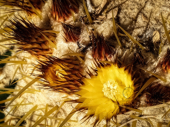 Pin Cushion
