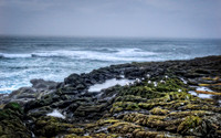 Seagull Sanctuary