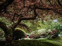 Shady Rest