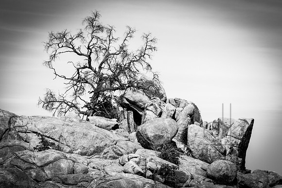 Dead Tree