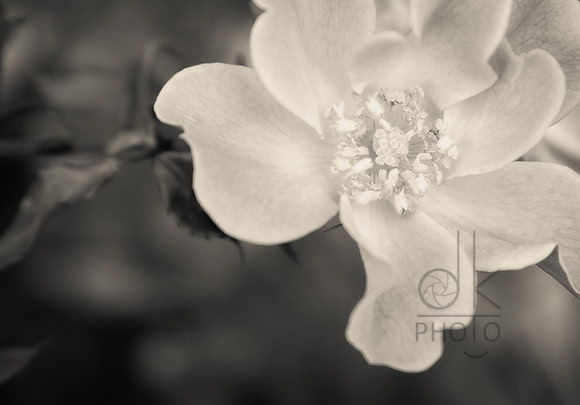 Le Creme Rose