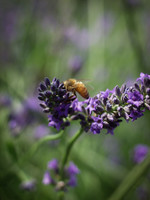 Bee 'licious