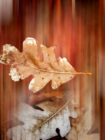 P4051214_2-Edit-Edit-Edit-2