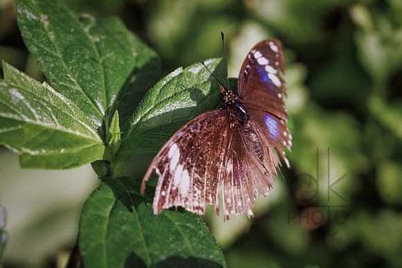 1J1A2157-Edit