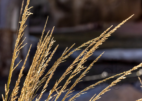 1J1A1482-Edit-Edit