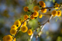 Tufted Gold