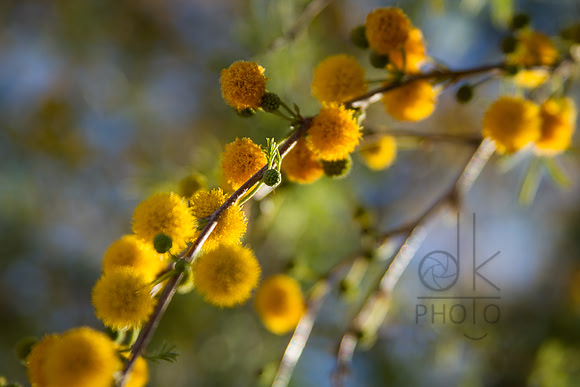 Tufted Gold