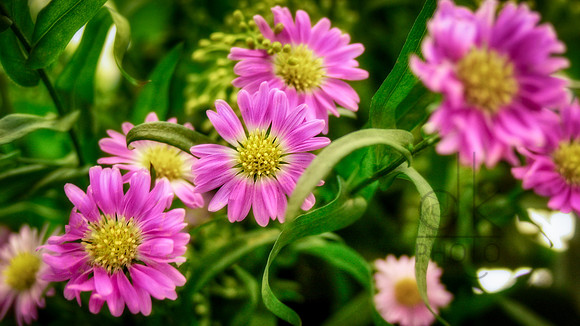 Sidewalk Surprise