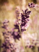 Lavender Tea