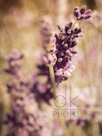 Lavender Tea