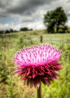 IMG_2681_HDR-Edit
