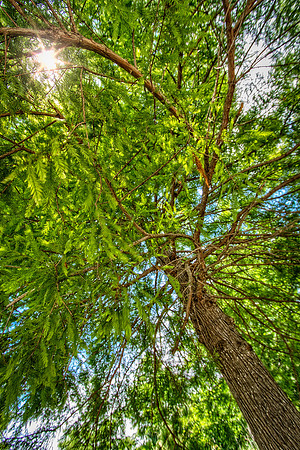 Summer Shade