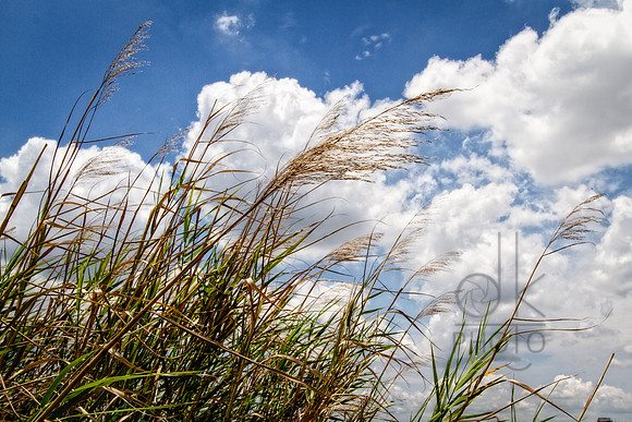 IMG_1460-Edit