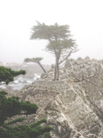 Lone Cypress