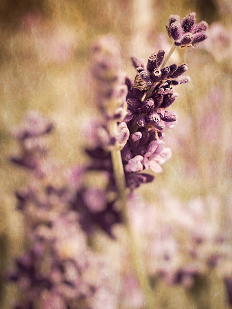 Lavender Tea