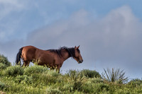 Black Hills Wild Mustang Sanctuary
