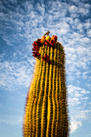 Fruitful