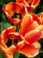 Tulip Flames