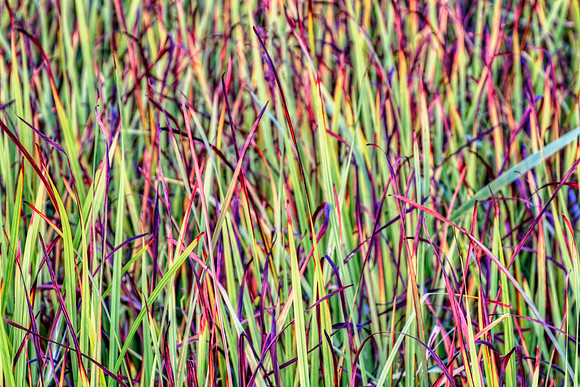 In the Tall Grass