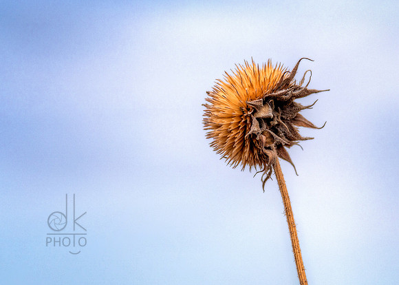 IMG_2614_HDR-Edit