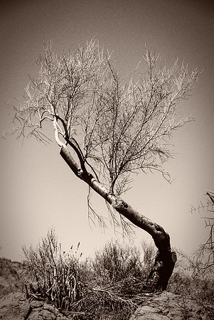 Bent Tree