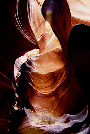 antelope08