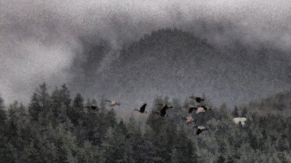 Fresnel Geese