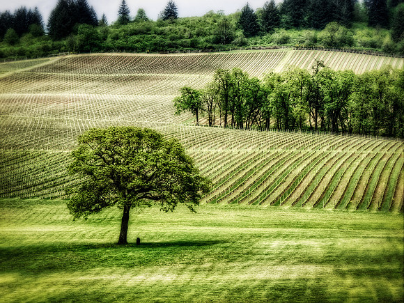 Vineyard Tree