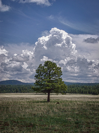 Lone Pine