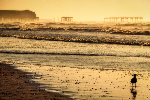 Beachcomber