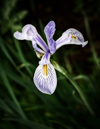 Wild Iris