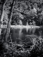 Woodland Pond