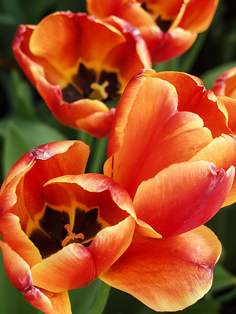 Tulip Flames