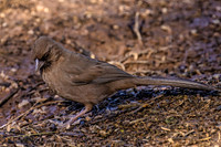 1J1A0302-Edit-Edit