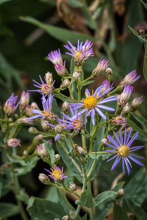 _J1A5454-Edit-Edit